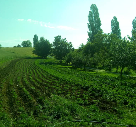 CURMONT PASSION